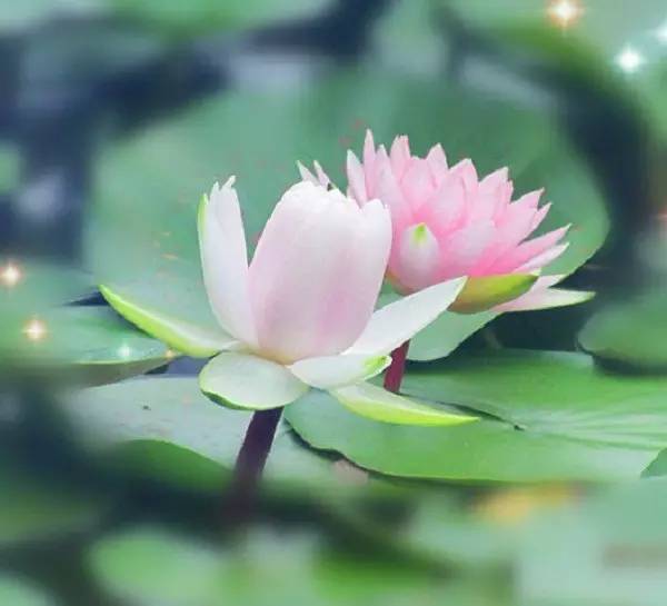 中断吃素，再造杀业，差点丧命