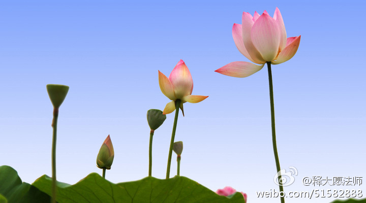 释大愿法师