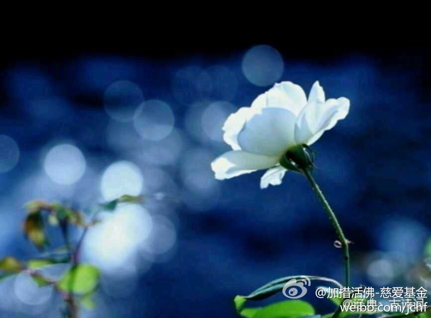 在我们生命当中，我们每一个人都有一些仅仅只属于自己的东西，我们没有必要一味地瞧着别人的财富与地位而羡慕不已。因为真正的快乐，与金钱和其它外在的评判准则无关，它是来自内心的，来自我们对于自身所拥有物的满足，来自我们对于生命的依恋。