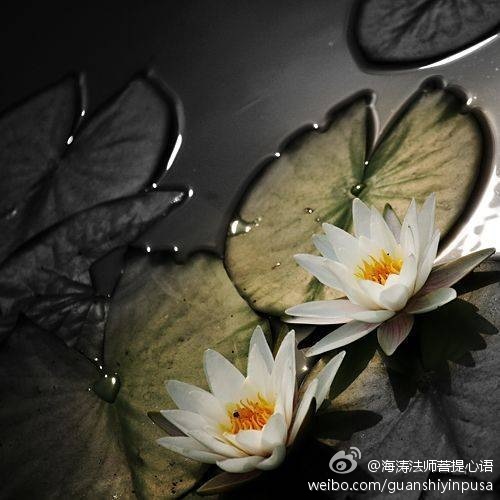 海涛法师菩提心语