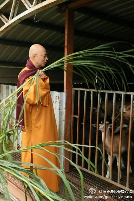 海涛法师菩提心语