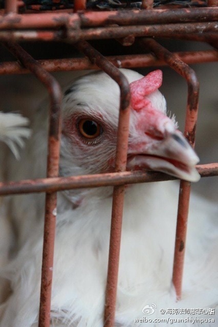 海涛法师慈悲心语