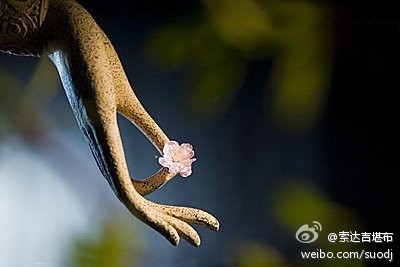 索达吉堪布