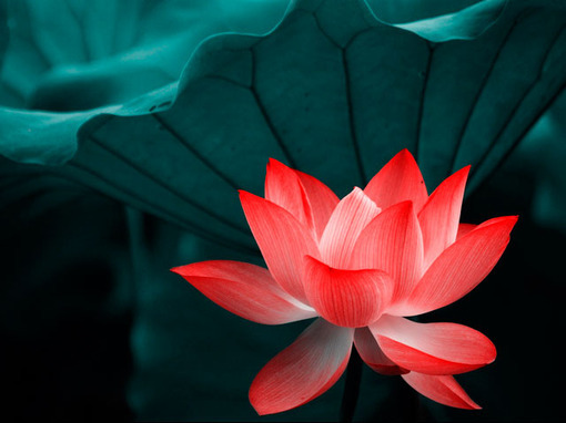 「上品见佛速，下品见佛迟，虽有迟速异，终无退转时。参禅病著相，念佛贵断疑，实实有净土，实实有莲池！」《晚晴集》·弘一法师辑