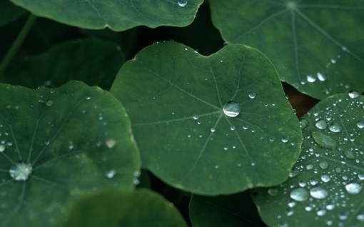 「问：人不信净土，恐只是本来福薄？答：此言甚是。」《晚晴集》·弘一法师辑