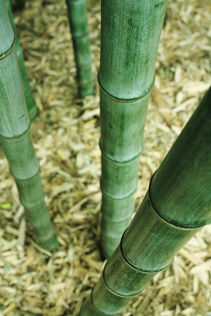 「今之时世，坏至其极。其原由于不知因果报应，及家庭教育。欲为挽回，宜注重此二法。而家庭教育，尤须注重因果报应。以因果报应，能制人心。除此之外，任凭何法，皆无救药。以心不改良，则一法才立，百弊丛生矣！」《印光法师文钞》·复卓人居士书