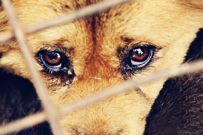 「人人爱命，物物贪生。何得杀彼形躯，充己口食？或利刃剖腹，或尖刀刺心，或剥皮刮鳞，或断喉劈壳，或滚汤活煮鳖鳝，或盐酒生腌蟹虾。可怜大痛无伸，极苦难忍！造此弥天恶业，结成万世深仇。一日无常，即堕地狱，受罪毕作畜类，冤冤对报，命命填还！」《普劝戒杀放生文》·莲池大师