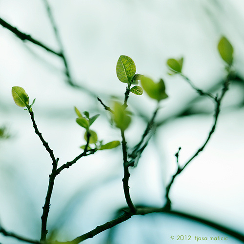 「畏寒时欲夏，苦热复思冬，妄想能消灭，安身处处同。草食胜空腹，茅堂过露居，人生解知足，烦恼一时除。」《晚晴集》·弘一法师辑