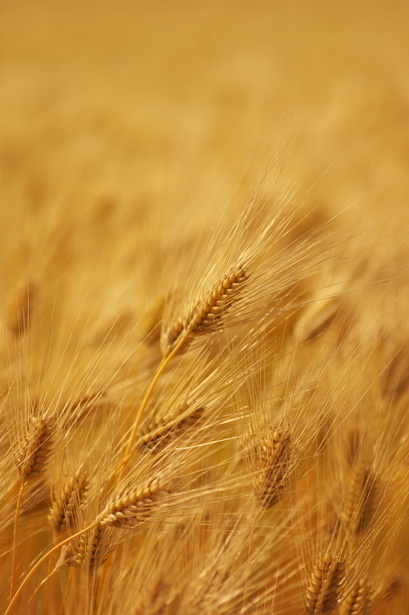 「若欲靠食物滋养，食素人宜多吃麦。食麦之力大于米力不止数倍。米只可饱腹，无此效力。麦比参力尚高数倍。有钱人服参，乃是钱无处用，故作此消耗耳。非真能补人也。又大磨麻油，亦补人。莲子、桂圆、红枣、芡实、薏米，皆可滋补。岂必须血肉，方能滋补乎？！」《印光法师文钞》·复蔡契诚居士书一