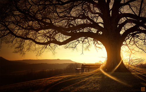 「净业正因一孝养父母，奉事师长，慈心不杀，修十善业，此四种属世善。二受持三归，具足众戒，不犯威仪，此三种属戒善。三发菩提心，深信因果，读诵大乘，劝进行者，此四种属慧善。前二大小随人，此则唯属大乘。此十一事，若全若半乃至一事，以深信愿，回向净土，皆得往生！」《印光法师文钞》·增广