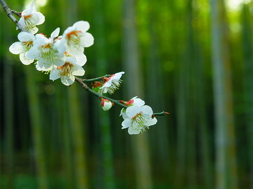 「人能痛念生死事大，觑破一切世情，若顺若逆，总虚妄不实，过眼便是空花。独一念持戒、礼忏、笃信三宝之心，生与同生，死与同死！」《寒笳集》
