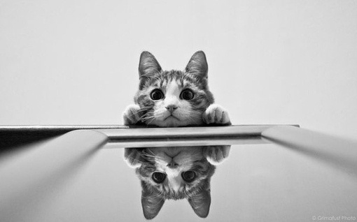 「俗务纠缠，无法摆脱者，正当纠缠时，但能不随所转，则即纠缠便是摆脱。如镜照像，像来不拒，像去不留。若不知此义，纵令屏除俗务，一无事事，仍然皆散妄心，纠缠坚固，不能洒脱。学道之人，必须素位而行，尽己之分；如是则终日俗务纠缠，终日逍遥物外！」辑录《印光法师文钞》·复徐书镛书