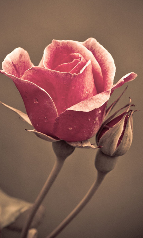 「凡为外所胜者，皆内不足。凡为邪所夺者，皆正不足。」《格言别录》