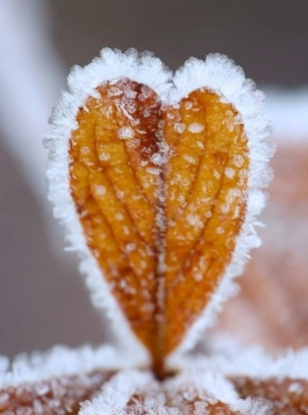 「行善，必须从改正过失开始做起。改正过失的方法，首先要发起羞愧心。试想，我为什么一事无成呢？这都是由于过分沉溺于逸乐，受到世俗的欲望所染污，做了不合义理的事，以为人不晓得，毫无一点羞愧心。就这样日益沉沦，逐渐变成禽兽之流，自己却不能发觉啊！」辑录《了凡四训本义直解》