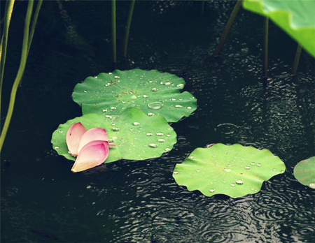 「宋朝的包宏斋，身体强健，精力过人，八十五岁时还被拜为宰相。贾似道认为他一定有养生妙术，就去请教。包宏斋说：“我有一服丸子药，是不外传的秘方。”贾似道急切地问是什么药，包宏斋慢慢悠悠地说：“多亏我吃了五十年的独睡丸呀！”满座人听了都开怀大笑。」辑录《寿康宝鉴白话》