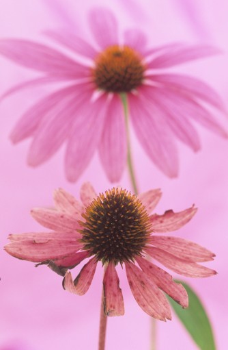 「栖守道德者，寂寞一时；依阿权势者，凄凉万古。达人观物外之物，思身后之身，守受一时之寂寞，毋取万古之凄凉。」《菜根谭》·洪应明编