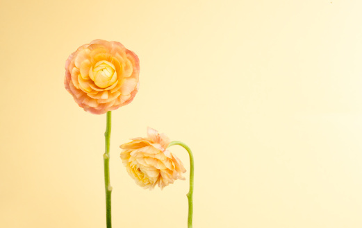 「浓于声色，生虚怯病。浓于货利，生贪饕病。浓于功业，生造作病。浓于名誉，生矫激病。」《格言联璧》