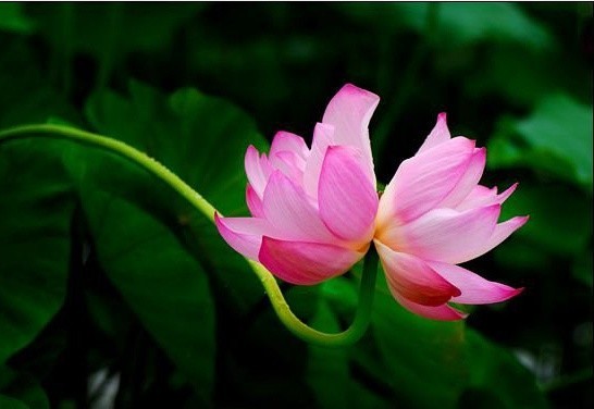 「作福不念佛，福尽还沉沦。念佛不作福，入道多苦辛。无福不念佛，地狱鬼畜群。念佛兼作福，后证两足尊。」《净土诗韵》莲池大师劝修四料简·释演莲辑