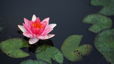 「凡有心者，皆堪作佛。八难之盲聋喑哑，难入道而已，果能专精念佛，聋不能听、瞎不能看、哑不能言，究有何碍？但能心中默念，亦可现生亲得念佛三昧，临终直登九品，何可云此等人不得往生？手脚残疾者亦复如是。无智慧人，认做此等人不得生西方，其错大矣！」辑录《印光法师文钞》·复宗灵法师书