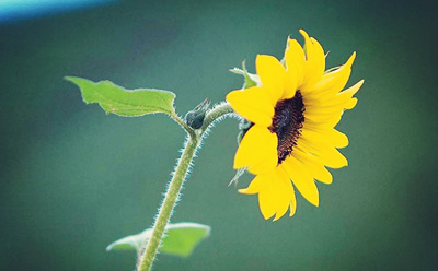 「《大学》言：仁者以财发身，不仁者以身发财。《孟子》曰：为富不仁，为仁不富。世人以为积攒金钱田产，便是有益子孙。但从历史和现实来看：不仁者积钱多，子孙却穷困甚至灭绝；仁者积钱少，子孙反而兴旺发达。可见若全不顾己、真心利人，即使不留一钱，子孙也必发达！」辑录《保富法》