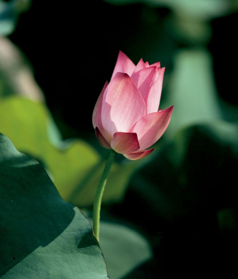 「安徽胡夫人，赋性慈善，笃信佛法。怀胎临产时忽大病，近一月不得言语饮食，体热如火，身瘦如柴，名医束手。一夕，梦见老媪持长干莲华来拂，云：拂去业障，好生嘉儿。顿觉清凉而醒，即成好人，次日生子，与健妇无异。从兹吃素念佛，救济贫苦，斋僧修寺，一切善举，尽力为之。」辑录·《净土圣贤录》