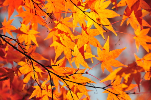 「对失意人，莫谈得意事；处得意日，莫忘失意时。」《格言联璧》