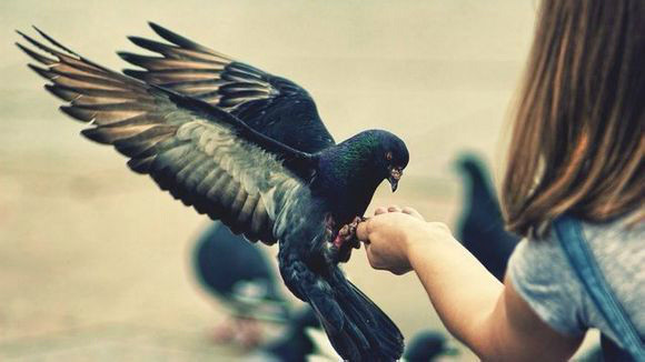 「六凡，天、人、阿修罗、畜生、鬼、地狱，虽则高下悬殊，苦乐迥异。总皆未断惑业，未出生死。天福若尽，即便下降；狱罪若灭，仍复上升。犹如车轮，互为高下。我今幸得人身，理宜委曲设法，护惜物命，体天地好生之德，全吾心恻隐之仁。」辑录《印光法师文钞》·江慎修先生放生杀生现报录序