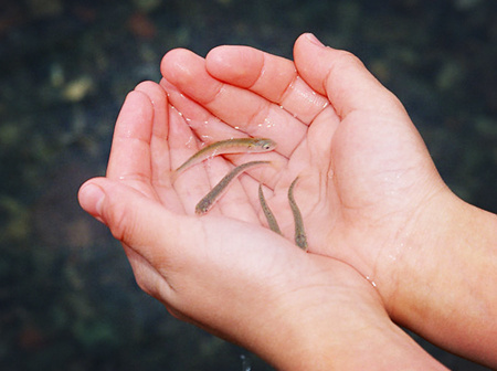 「1922年，大文学家许止净拜谒大师，呈上所写的《礼观音疏》，大师读到“食廷璋之芋，克日西行”之句，知其未断荤，突然发问：“吃素否？”答曰：“吃花素。”“倒架子！不以身作则，何能感化他人！”许居士如挨当头一棒，脸一阵发烧，当下顶礼，欣然乐受。」辑录《常惭愧僧印光法师的故事》·余池明著