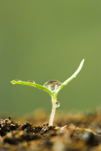 「须知众生虽皆在迷，由宿因现缘不同，以致发生逆顺二种现相耳。佛性如种子，宿因如播种，现缘如时雨。种子既播于地，一经时雨，能不发生乎？一切众生，谁无佛性？长劫轮回，决不能了无宿因。所最关要者，在善知识开导，及自己发决裂心耳。」辑录《印光法师文钞》·善女人何王氏圣缘生西记