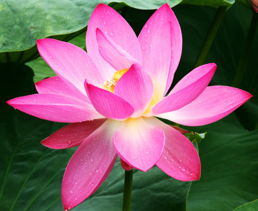 「1924年，汪含章夫人在病苦中，发愿早生净土。十月三十晚上，夫人对照看她的人说：楼上佛堂木鱼声很清亮，屋床壁间光明照耀，你见到、听到了吗？翌日未时，夫人念佛而去。先前两腿肿胀，不能动屈，快往生时，两腿回复正常，盘腿坐逝，如入禅定。」辑录《常惭愧僧印光法师的故事》·余池明著