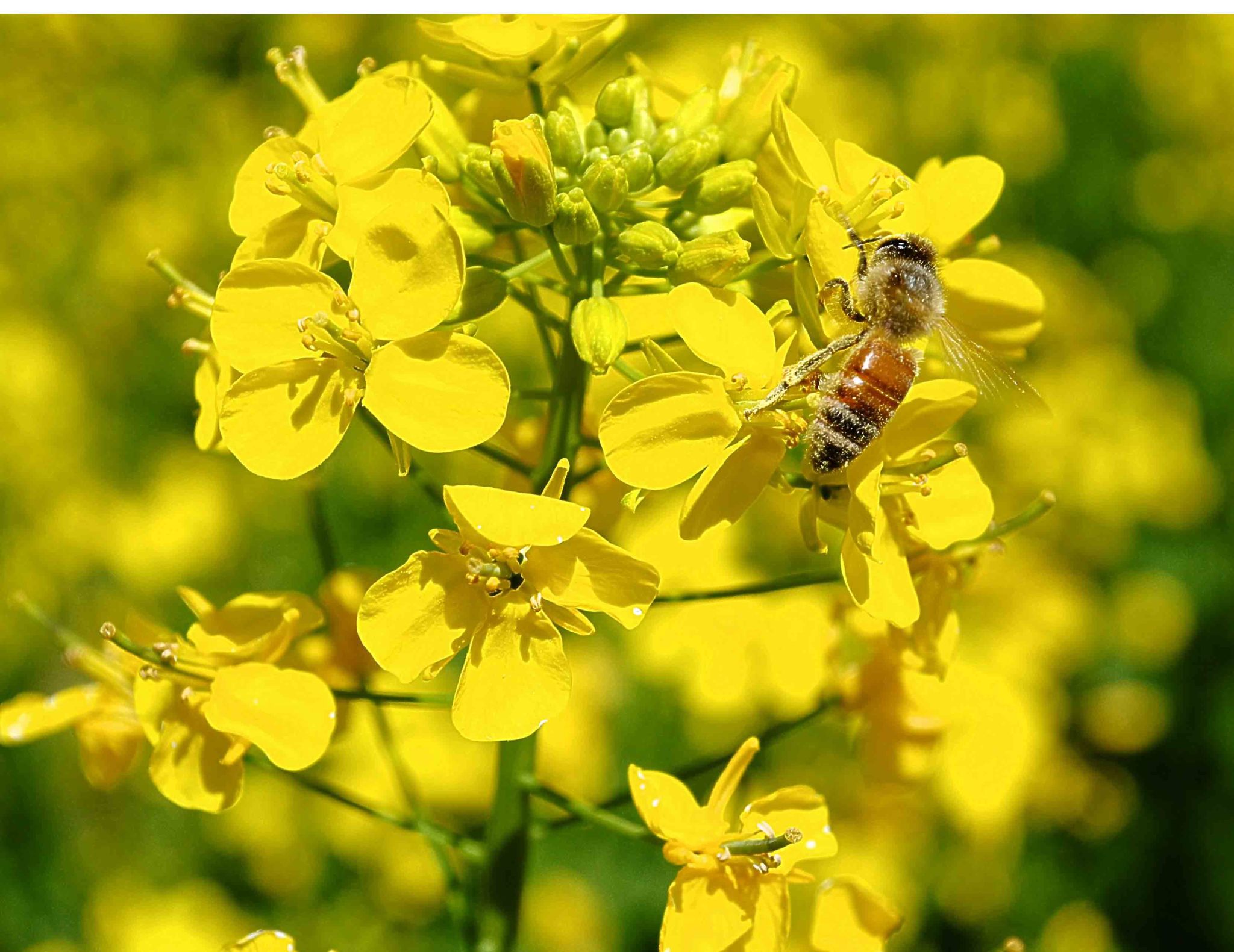 「汝等比丘，受诸饮食当如服药，于好于恶勿生增减，趣得支身以除饥渴；如蜂采华，但取其味，不损色香。」辑录·《佛遗教经》