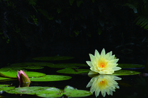 「单母童居士，曾听其女婿详细叙述的净土往生义理，吃素念佛近30年之久，年老卧床后仍默念不断。1933年正月初七，助念之时，居士神志清楚，有人进以茶水、水果，自言口中甘甜滋润。过了一会儿安详往生，头顶非常温热，时年69岁。隔天早晨异香满室，众人都闻到了。」辑录·《净土圣贤录白话》