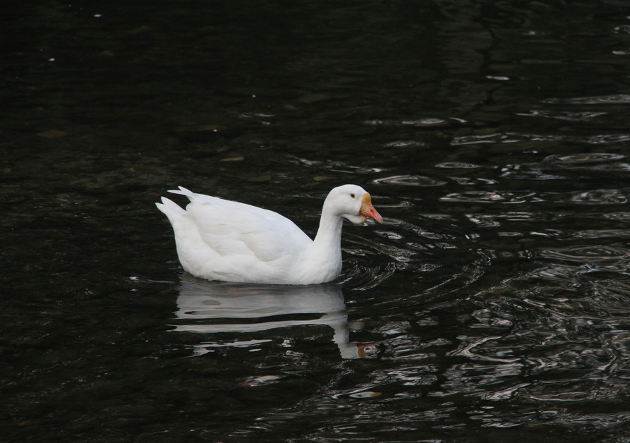 「1933年，鼓山放生园有一只鹅，有人对它说：你要念佛！它就展翅引吭，作念佛声，屡试不爽。听到大钟、木鱼，往往哀鸣不已。某晚鹅随大众课诵，忽高唱阿弥陀佛四字，清清楚楚。后来闭着眼睛，仔细一看，原来已经往生了。隔日，身体还是温柔洁净，并有香味，令人有些不忍。」辑录 ·《净土圣贤录白话》