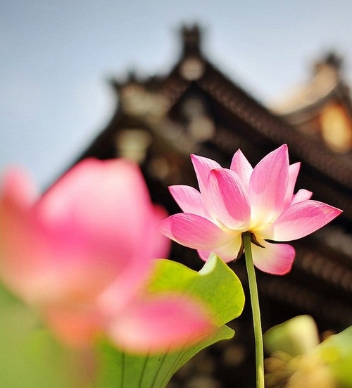 「本泉师擅书法，为人书佛号，写一划念一声佛，奔走四方时默持佛名，做种种功德回向西方。1913年5月13日，师择于18日卯时与大家诀别。但时间一到，却与工匠结账，大家见一切如常，就打道回府，谁知刚出山门数步就被追回，返回后见师眼神专注，大家一齐助念，随即安然往生。」辑录 ·《净土圣贤录白话》