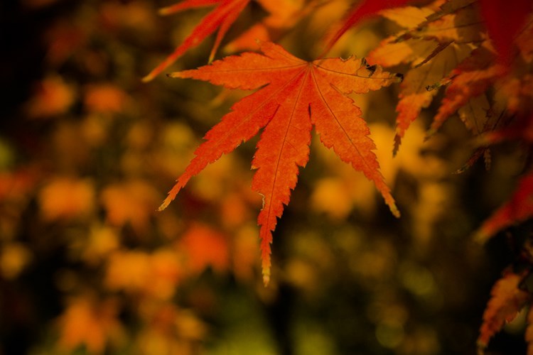 「人之谤我也，与其能辩，不如能容；人之侮我也，与其能防，不如能化。」《格言联璧》