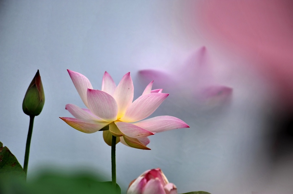 「听说西方无量乐，乐邦是我心开拓。根缺女人皆不著，谁强弱？一人一朵金莲萼。行树七重珠网络，宝楼风韵金铃铎。天上乐音相间作，须诚悫，返闻自性同先觉。」辑录·《西斋净土诗》