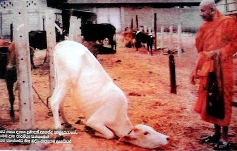 「若佛子。以慈心故行放生业。一切男子是我父。一切女人是我母。我生生无不从之受生。