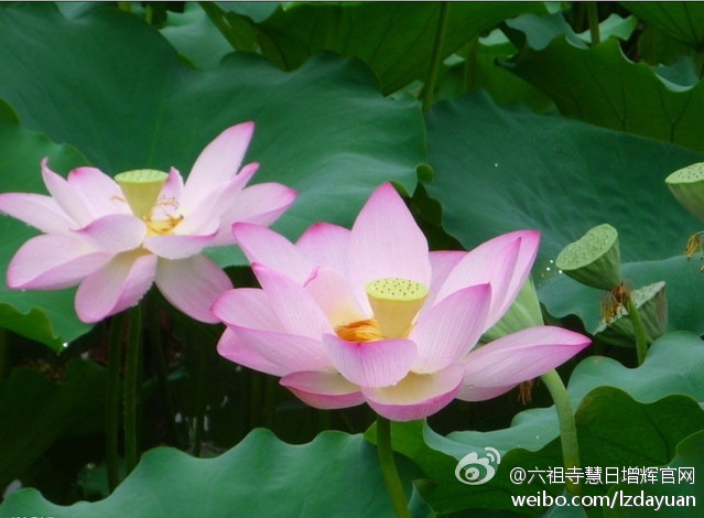 禅的智慧其实就是使我们能够心如虚空、能够内心觉醒，来成就人生的大智慧，成就事业的