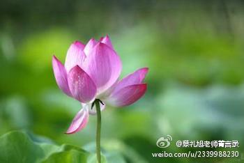 蔡礼旭老师菁言录