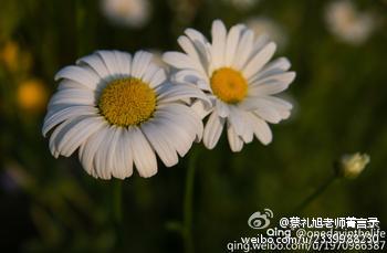 蔡礼旭老师菁言录