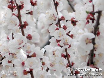 蔡礼旭老师菁言录