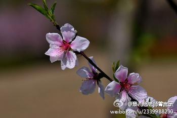 蔡礼旭老师菁言录