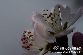 蔡礼旭老师菁言录