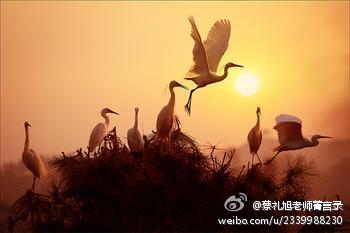 蔡礼旭老师菁言录