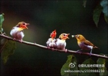 蔡礼旭老师菁言录