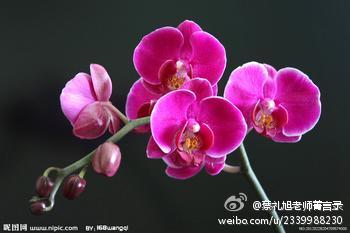 蔡礼旭老师菁言录