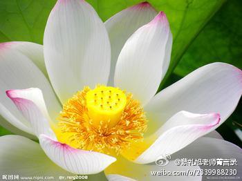 蔡礼旭老师菁言录