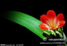 蔡礼旭老师菁言录