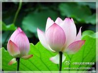 蔡礼旭老师菁言录