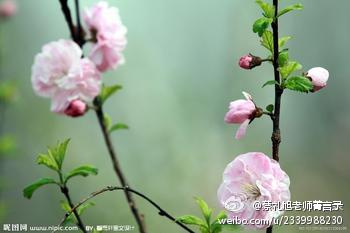 蔡礼旭老师菁言录